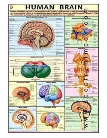 HP16S-Human Brain Model