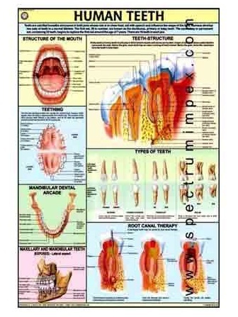 Human Physiology Charts 30 No's