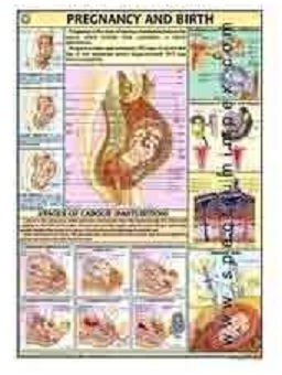 HP18S-Pregnancy & Birth Charts - Paper, Variable Dimensions, White | Visual Aid, Educational Tool, Detailed Pregnancy Stages and Birth Process