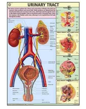 Human Physiology Charts 30 No's