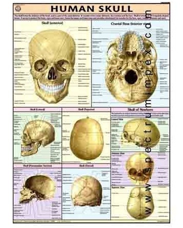Human Physiology Charts 30 No's