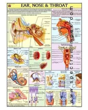 Human Physiology Charts 30 No's