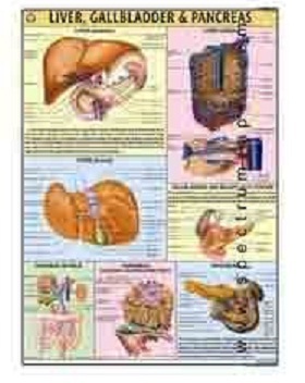 Human Physiology Charts 30 No's