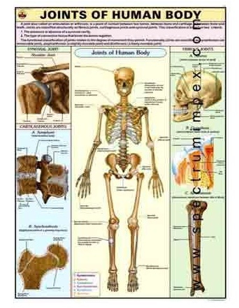 Human Physiology Charts 30 No's