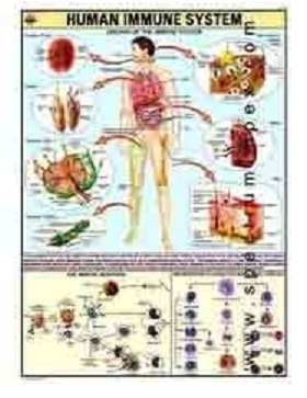 HP26S-Immune System Charts