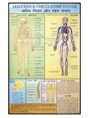 First Aid Charts