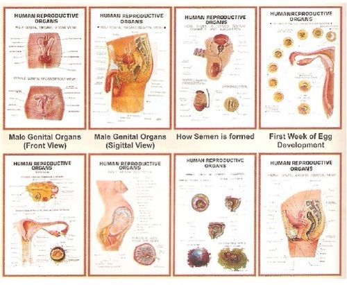 Reproductive Organs 3D Charts