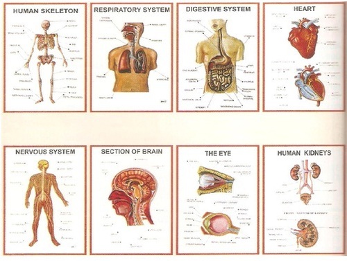 Anatomy 3D Charts