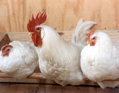 Broiler Poultry Concentrate 