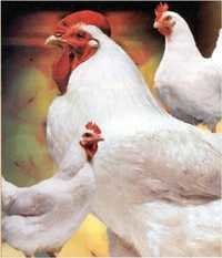 Broiler Poultry Concentrate 