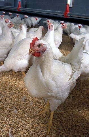 Broiler Poultry Concentrates 30% Application: Fodders