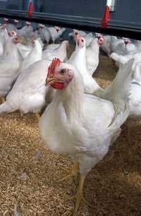 Broiler Poultry Concentrates 30%