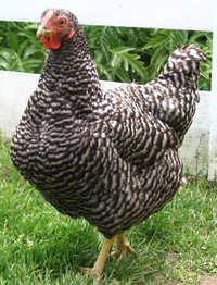 Layer Poultry Concentrate 7.5%