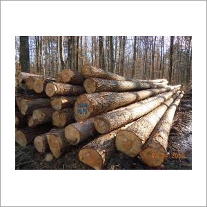 Redwood Pine Log