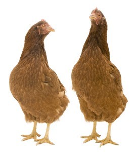 Egg Layer Chicken Concentrate 35%