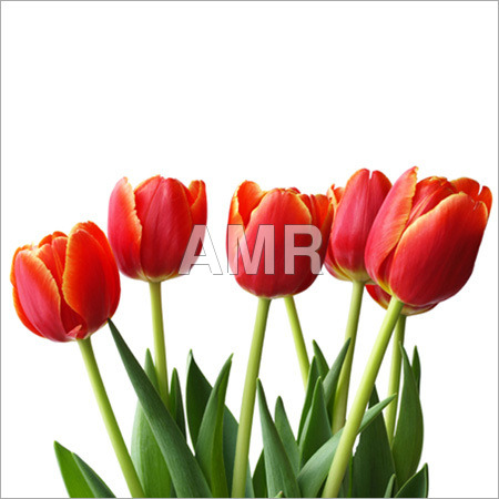 Red Cut Flowers
