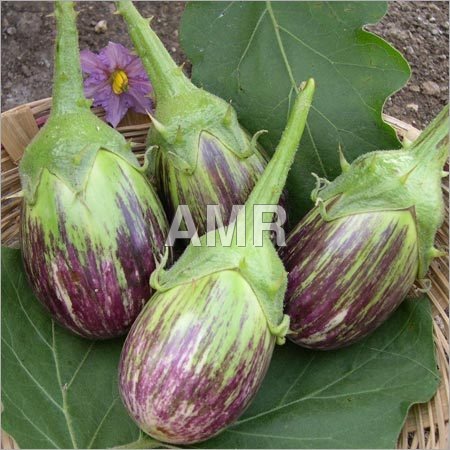 Fresh Preserved Brinjal
