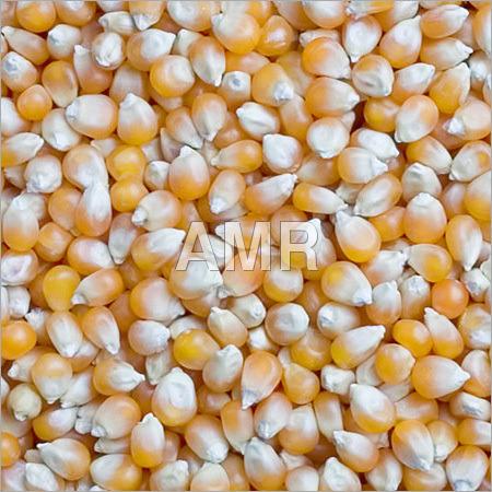 Yellow Maize Grain