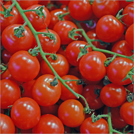Tomato