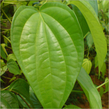 Betel Leaves