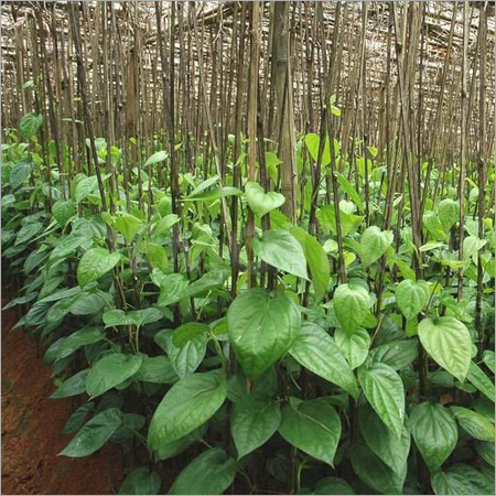 Fresh Betel Leaf