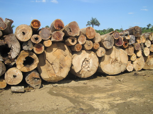 Brazil Teak Wood