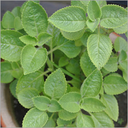 indian curryleaves
