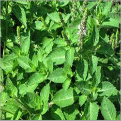 Holy Basil Plant