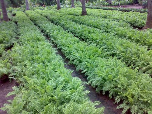 Agri Horticulture Project