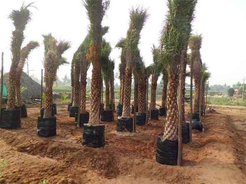 Agri Horticulture Project