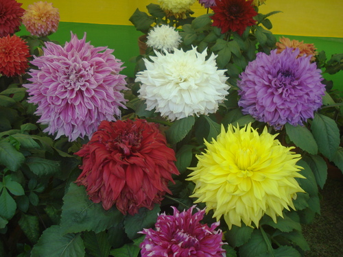 Agri Horticulture Project