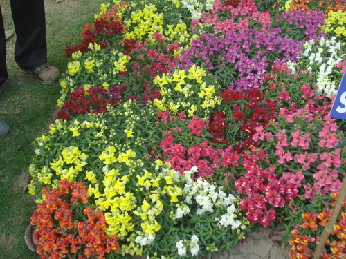 Agri Horticulture Project