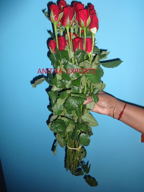 Hybrid Tea Red Roses