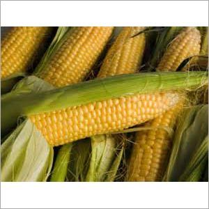 Fresh Sweet Corn