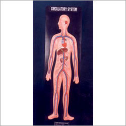 Human Circulatory System