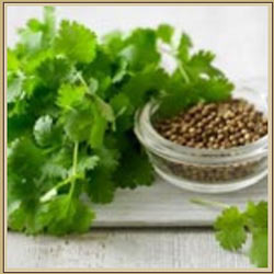 Coriander Seeds