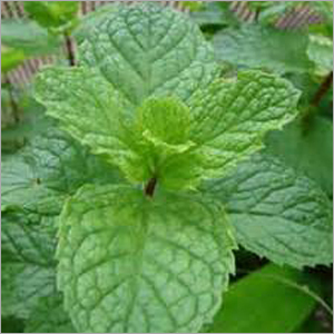 Mint