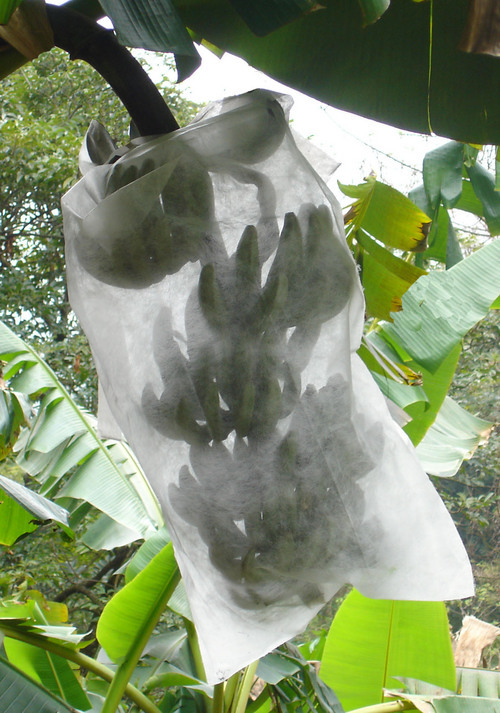 Banana Fruit Cover Bag