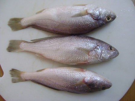 Silver Croaker