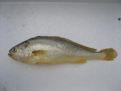 Yellow Croaker