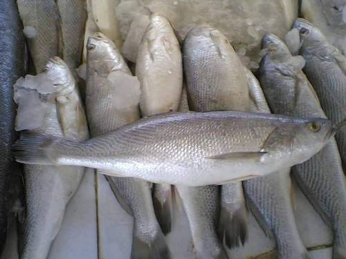 Tiger Tooth Croaker