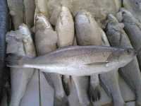 Tiger Tooth Croaker