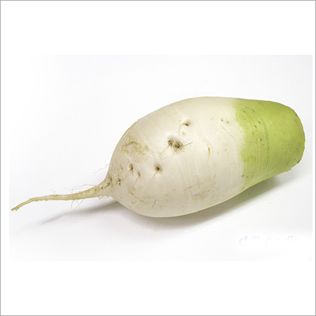 Korean Radish