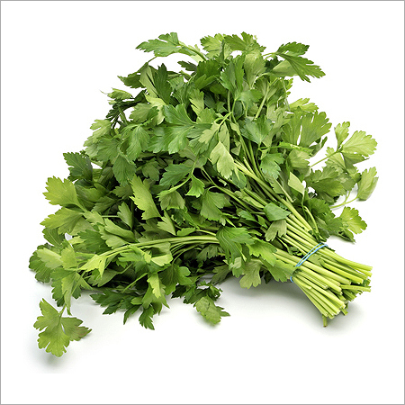 Parsley Flat Leaf