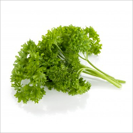 Parsley Curly Leaf