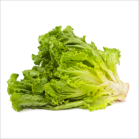 Romaine Lettuce