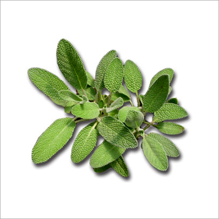 Fresh sage