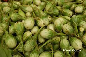 green brinjal