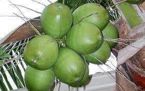 denter coconut