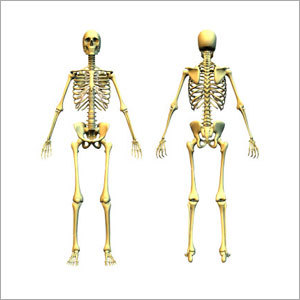 Human Skeleton Fibre Model 